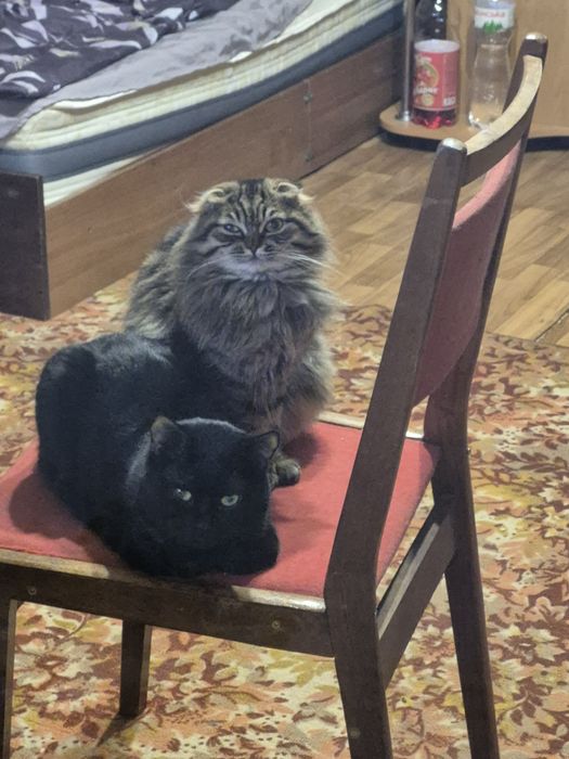 Котёнок девочка объявление зарание