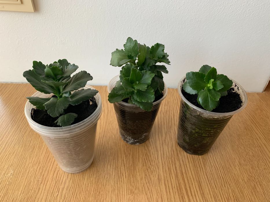 Кімнатна рослина каланхоє