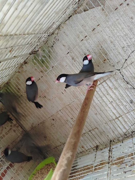 Pardais de Java CASAIS muito bonitos