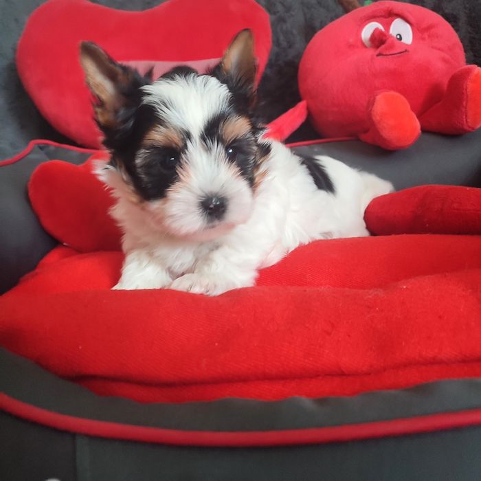 Yorkshire terrier Biewer piesek