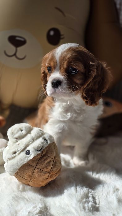 Cavalier king charles spaniel, chłopczyk