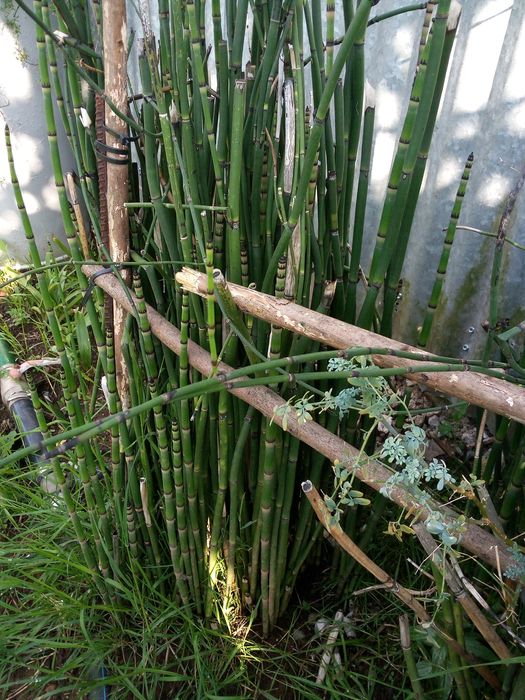 Equisetum (Cavalinha)