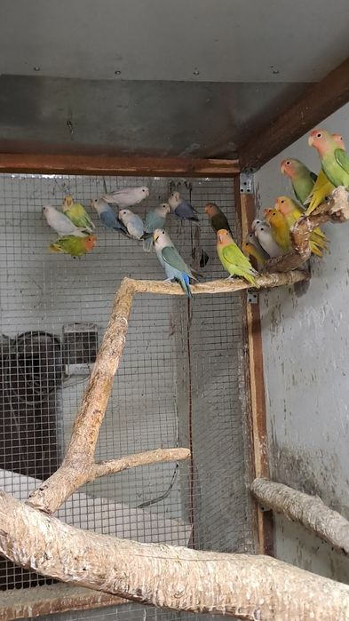 Nierozłączki czerwonoczelne  2025 rok