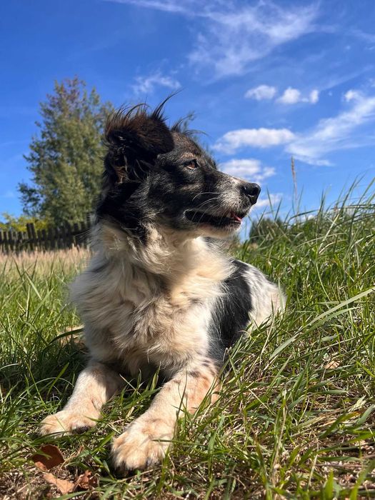 kumpel  2/3 lat, waży ok. 15 kg, w schronisku w lutowie aktualne