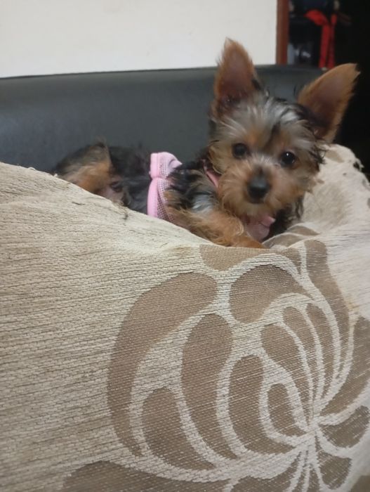 Yorkshire Terrier menino