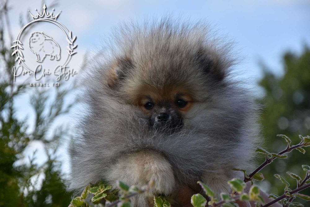 Szpic miniaturowy Pomeranian ZKwP FCI