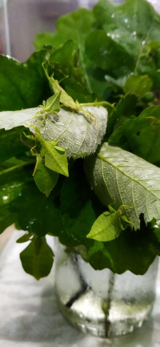 Liśćce (liściec phyllium)
