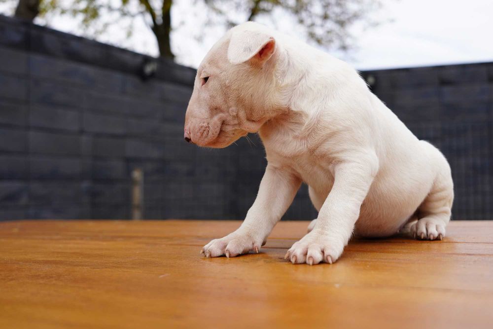 GOTIWA suczka bulterier standard SOLID WHITE BULLTERRIER bull terrier