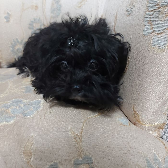 продам щенка Мальтипу