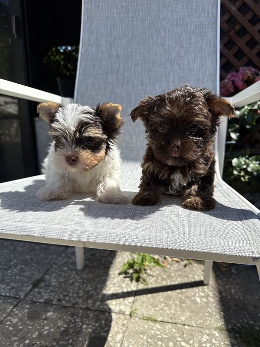 York terrier szczeniak z rodowodem