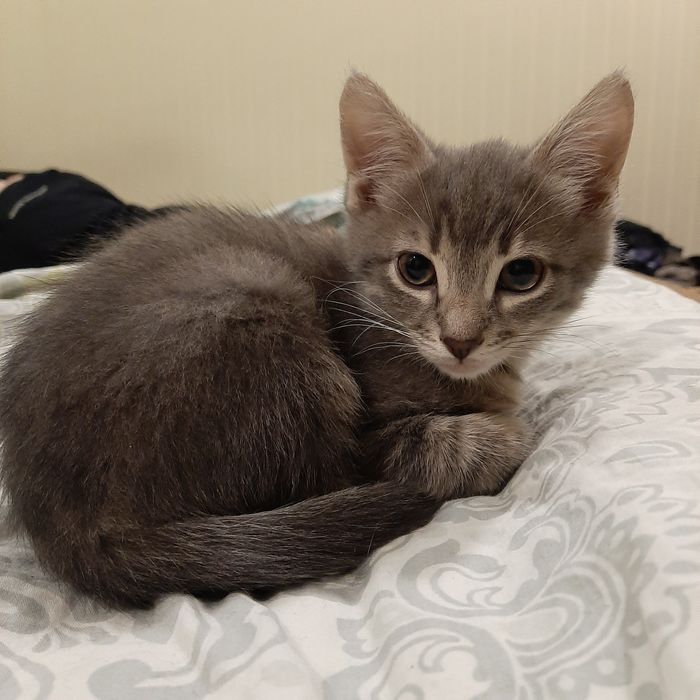 Кошенята в добрі руки