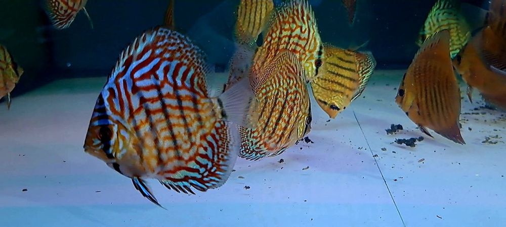 Дискус Discus  Дискуси