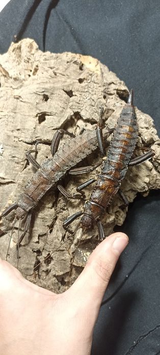 Straszyki / patyczaki Eurycantha calcarata adult samicy