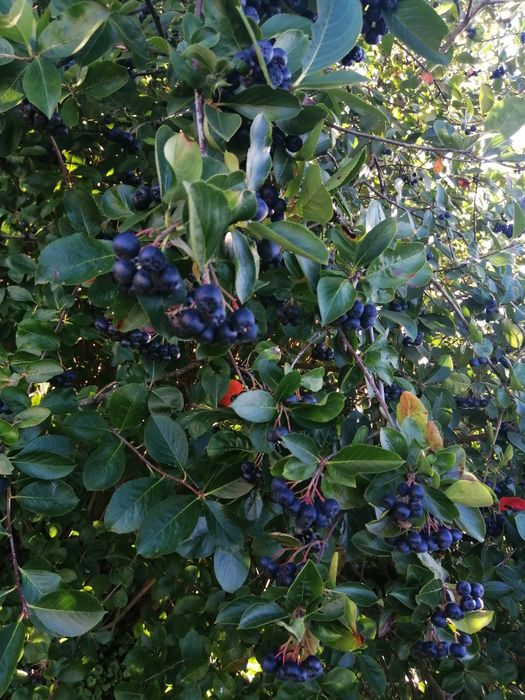 Aronia owoce z ogrodu