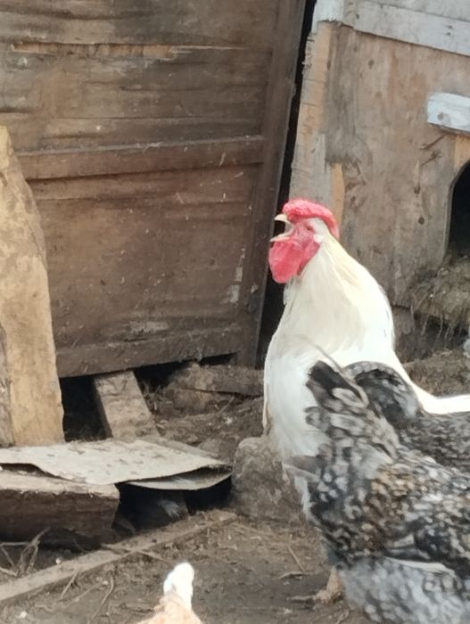 Петухи домашнии.Срочно продаю