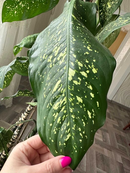 Продам Дифенбахію 195 см