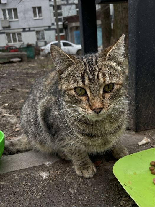 Кошеня (кішка) безкоштовно!