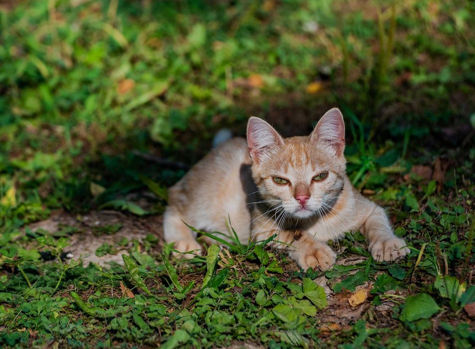 Młode kociaki do adopcji