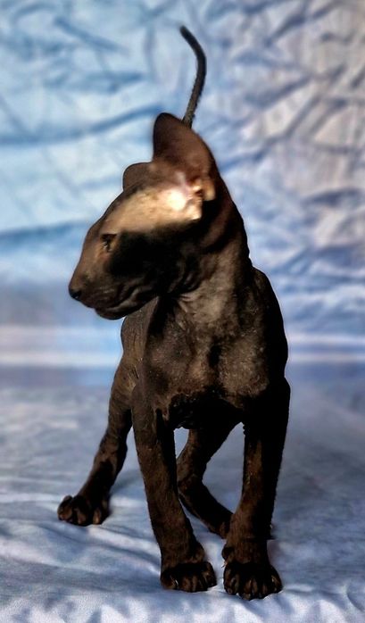 Peterbald kociak
