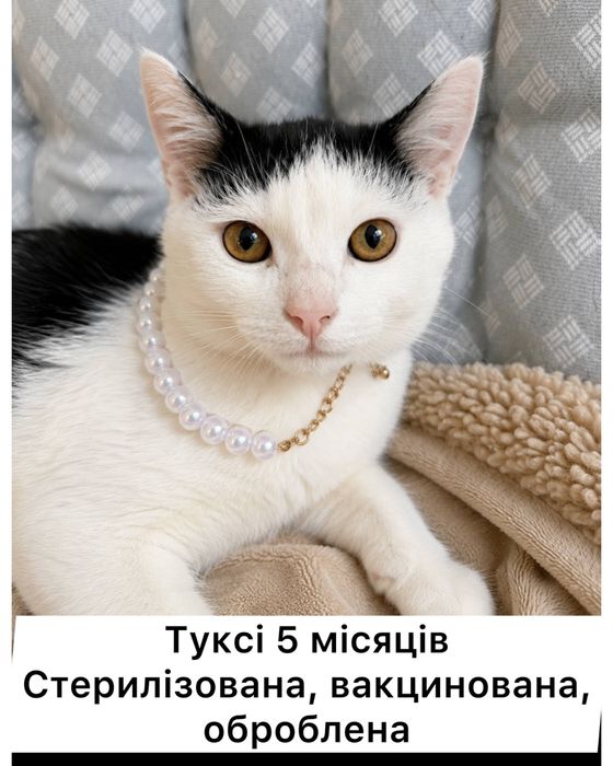 Киця кошеня 5 місяців в добрі руки