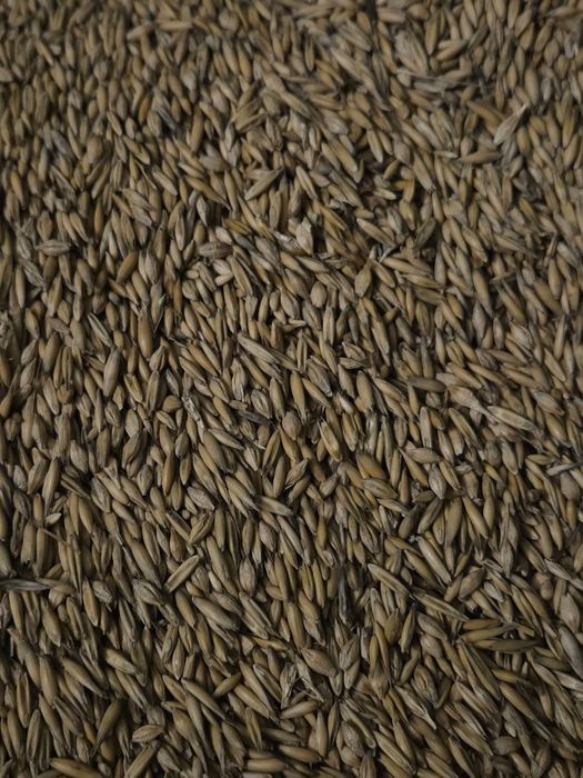 Owies z jęczmieniem