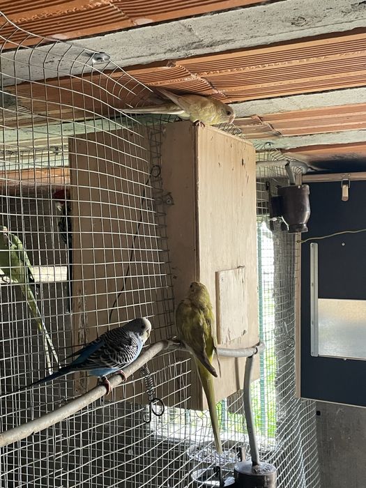 Red rumped macho e fêmeas