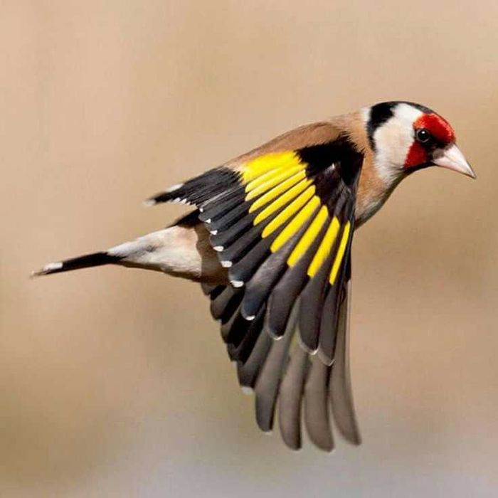 Casais de canários+ gaiola nova+alimentação