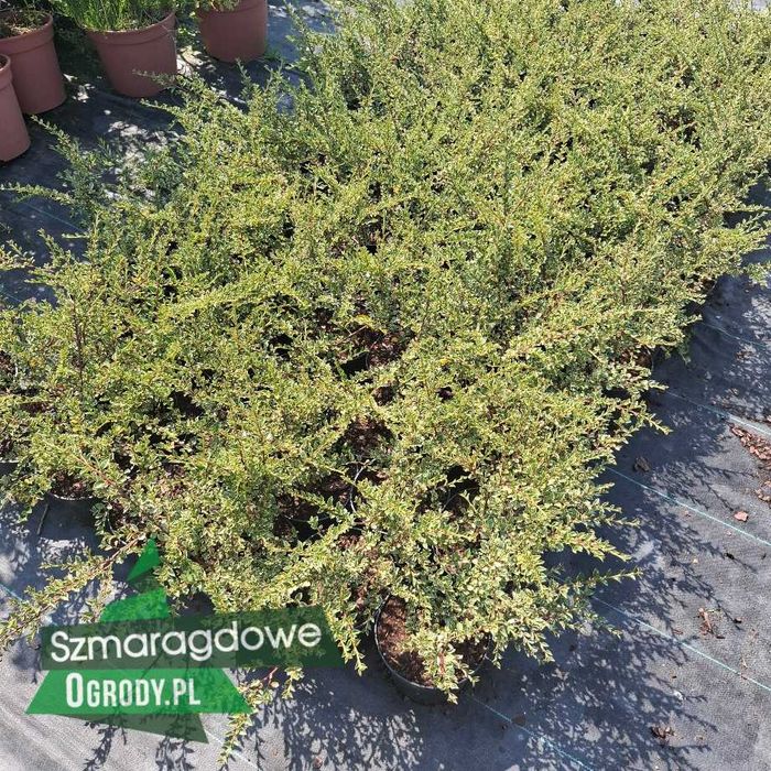 Irga purpurowa VARIEGATUS sadzonka C2 WYSYŁKA