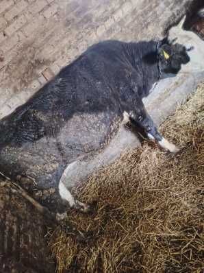 Sprzedam jałówkę cielną
