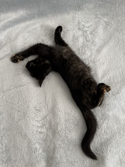 Кошеня 3 місяці