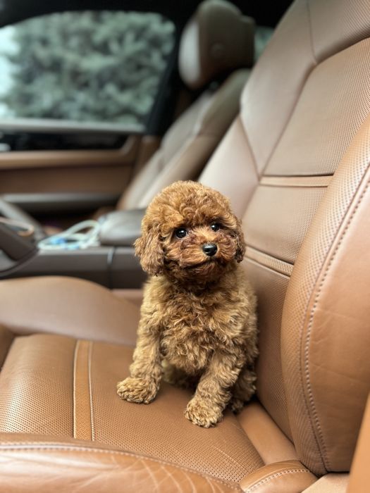 Той пудель девочка ред браун мишка тедди