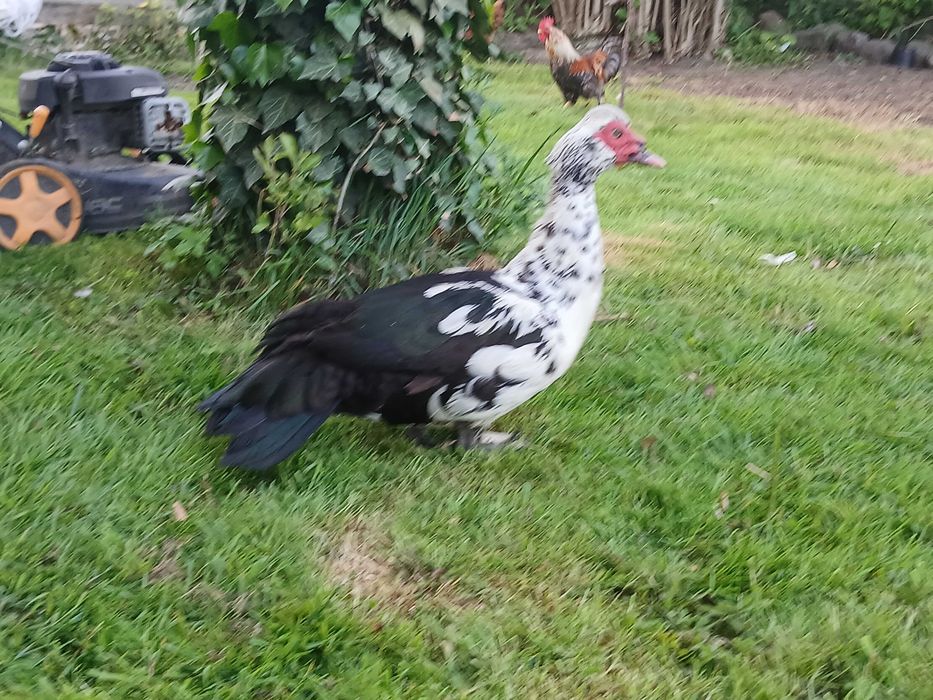 KACZOR piżmowy (Cairina moschata),