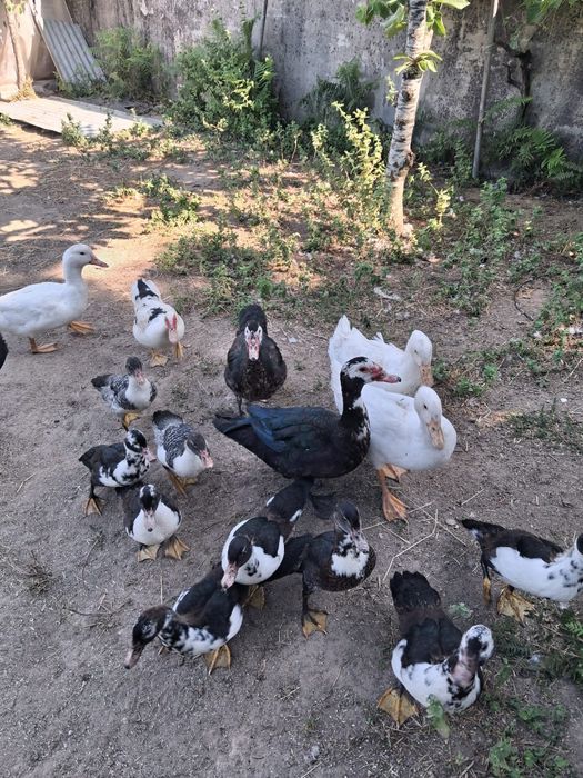 Patos mudos várias idades