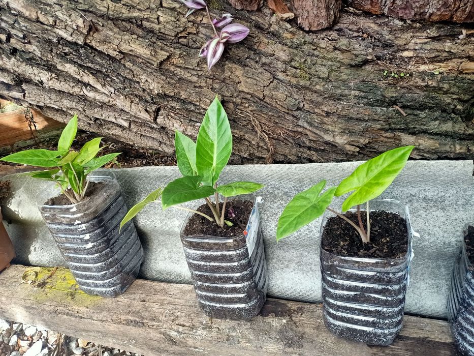 Alocasia cucullata ou orelha de elefante