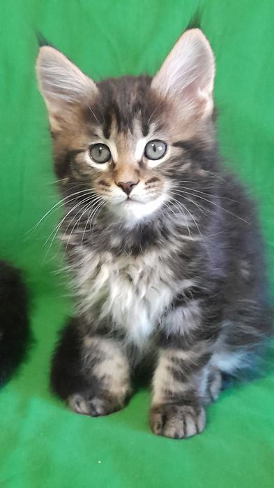 Гарні кошенята мейн кун.