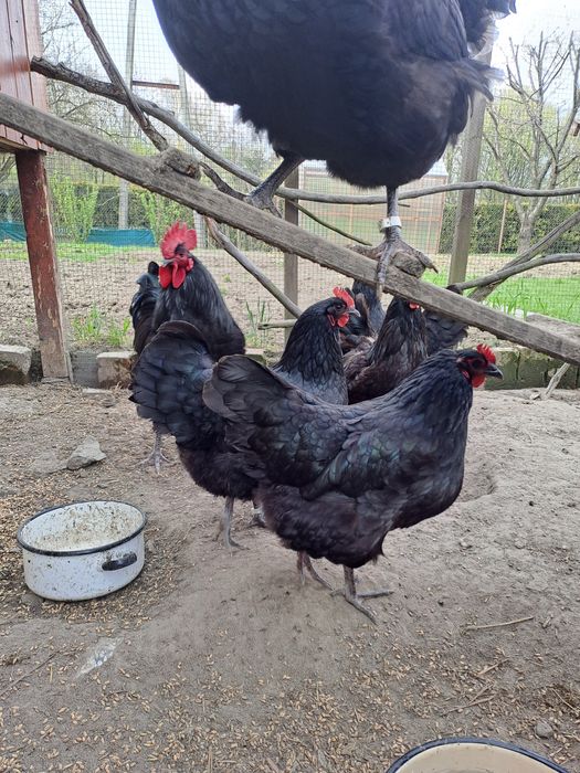 Jaja lęgowe Australorp czarny i Barnevelder srebrołuskany