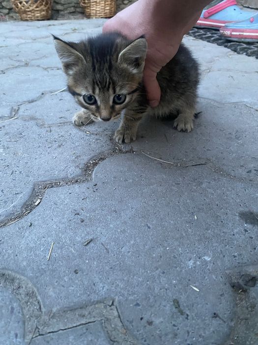 Котик | Кіт | Кішка | різних кольорів