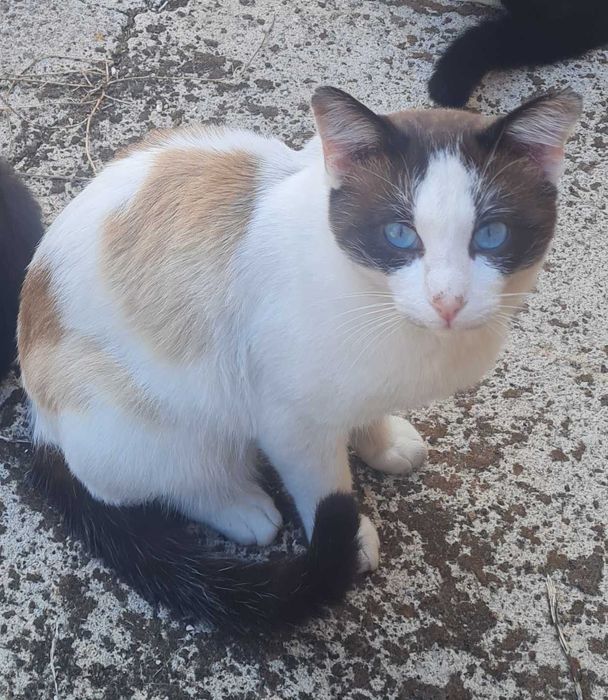 Gato Venice - para Adopção responsável ou FAT