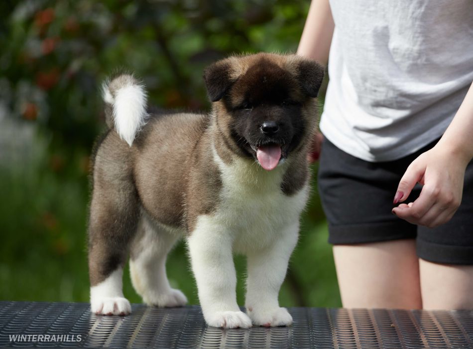 Найкращі цуценята Американської Акіти