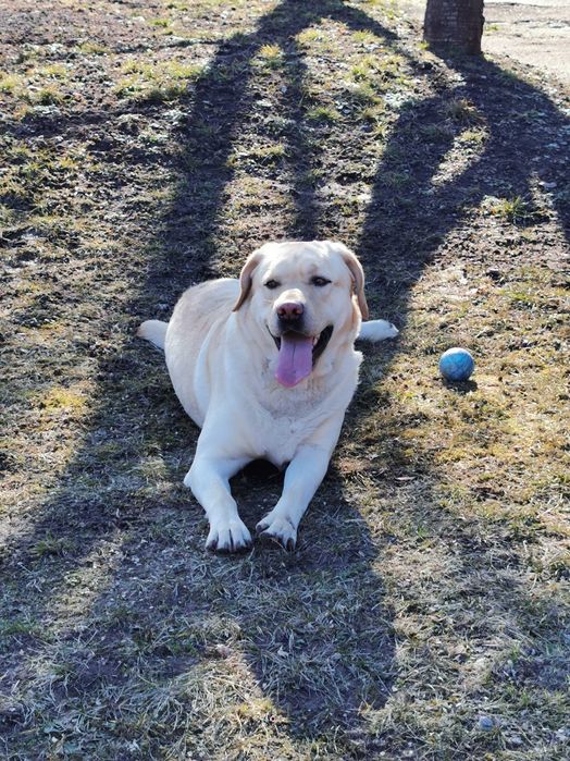 В'язка лабрадора