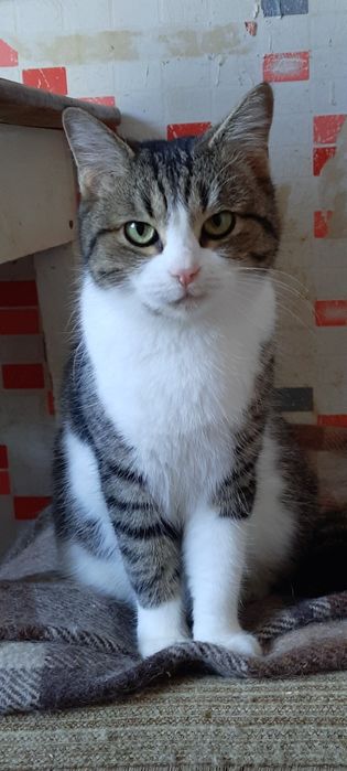 Стерилизованые котики и кошечки ищт семью