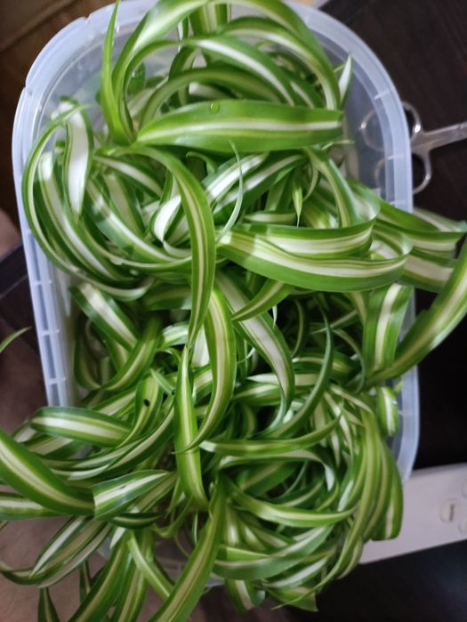 Хлорофитум Бонни детки