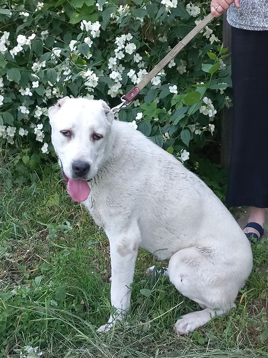 Продам собаку сред аз овчарку