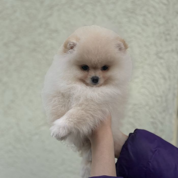 шикарний хлопчик шоу класу.