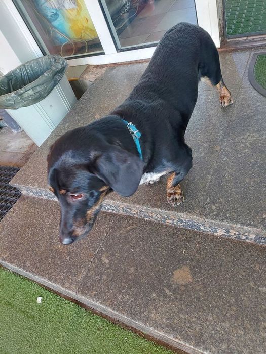 Знайдена такса, кобель