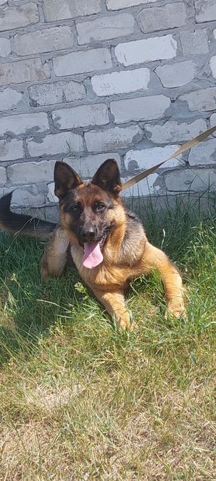 Продам німецьку вівчарку
