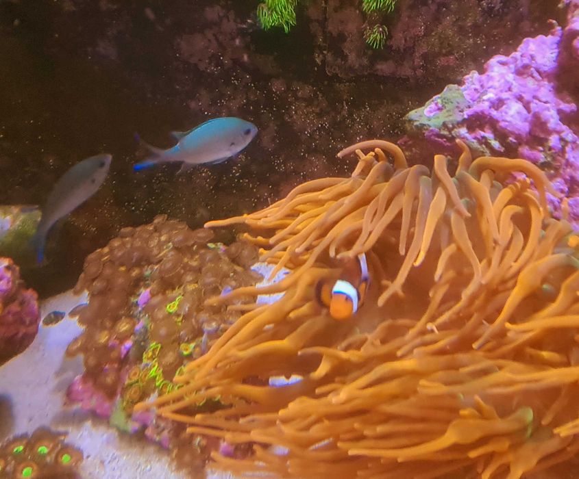 Material aquariofilia