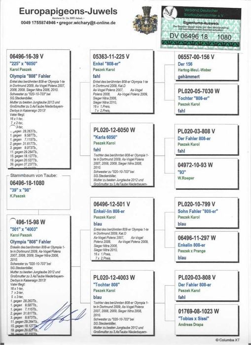 gołębie pocztowe inbred 808 / MAŁY VOS i  HET WONDER
