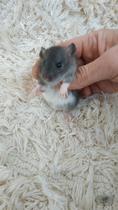 Необыкновенные умные крысятки малыши Агути сиамские Дамбо рекс крыса