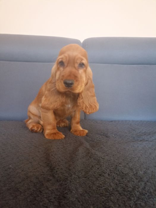 Piękne szczenie cocer spaniel Gotowe do odbioru